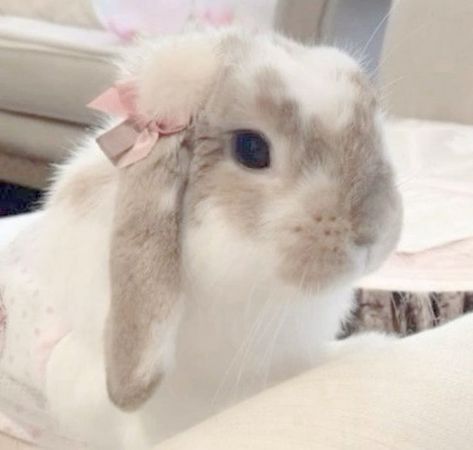 Tiny Baby Animals, Mini Lop Bunnies, Aesthetic Animals, Cute Bunny Pictures, Bunny Drawing, Bunny Pictures, Pet Bunny, Pretty Animals