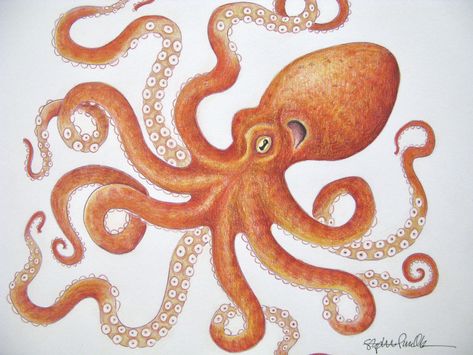 Excited to share the latest addition to my #etsy shop: Tangled orange octopus, original colored pencil drawing https://etsy.me/36ovSrc #orange #unframed #entryway #animal #horizontal #octopusart #octopusimage #octopusdrawing #orangeoctopus Colored Pencil Octopus, Octopus Drawing Color, Octopus Drawings, Cute Draws, Cephalopod Art, Squid Art, Drawing With Color, Skateboard Artwork, Octopus Colors