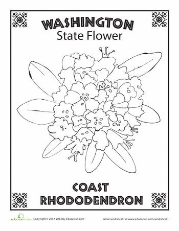 Worksheets: Washington State Flower Washington State Tattoos, Coast Rhododendron, Washington State Flower, Flower Worksheet, West Virginia State Flower, Virginia State Flower, Elementary Geography, Camping In Washington State, Washington State History