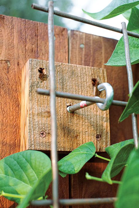 Hops Vine, Diy Fence, Garden Yard Ideas, Vegetable Garden Design, Garden Trellis, Garden Structures, Veggie Garden, Garden Fence, How To Turn