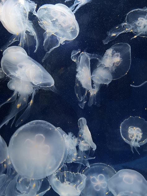 Jellyfish Swimming, Jellyfish Pictures, Blue Jellyfish, Soyut Sanat Tabloları, Ocean Creatures, Marine Animals, In The Ocean, Sea Animals, Blue Wallpapers