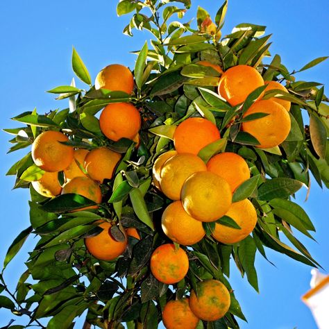 We squeeze every last bit of Mediterranean sunshine into our Seville orange marmalades. Always made slowly to preserve the whole fruit flavour. #lesshastemoretaste 🍊 Seville Orange Marmalade, Seville Orange, Breakfast Inspiration, St Ives, Fruit Flavored, Marmalade, Seville, The Whole, Fruit