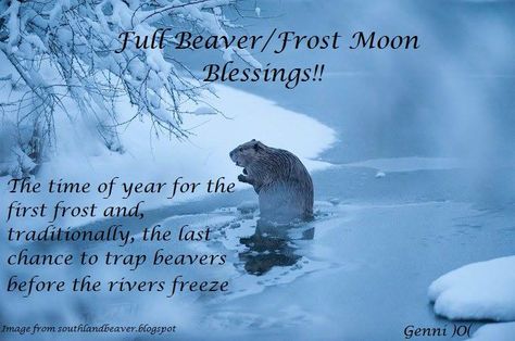 Full Beaver/Frost Moon Quote Full Moon Taurus, Beaver Trapping, Moon Taurus, November Full Moon, Beaver Moon, Frost Moon, Frozen Images, Moon Quotes, Happy November