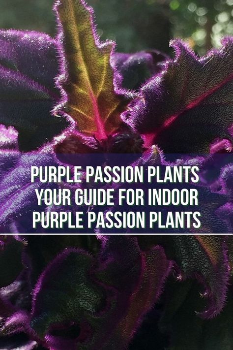 Did you know that Purple passion plants are a popular choice for indoor gardeners due to their unique features and low-maintenance needs? If you’re looking to raise purple passion plants indoors, this guide will teach you all you need to know. 😀 🍀 Purple Passion Plant, Indoor Plant Care, Garden Help, Indoor Gardens, Indoor Gardening, How To Take, Indoor Garden, Plant Care, Indoor Plants