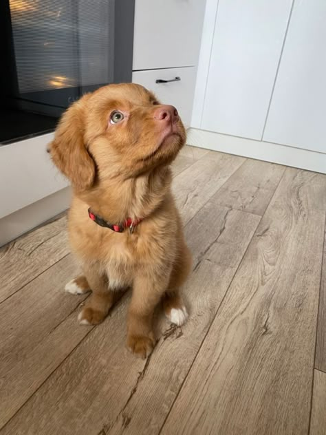 Nova Duck Tolling Retriever, Scotia Duck Tolling Retriever, Tolling Retriever Puppies, Duck Toller Puppy, Nova Scotia Retriever, Nova Scotia Duck Tolling Retriever Puppy, Novia Scotia Duck Tolling Retriever, Nsdtr Dog, Toller Puppies