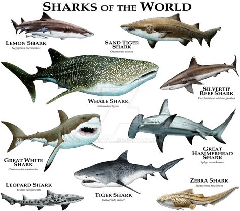 Sharks of the World by rogerdhall on DeviantArt Zebra Shark, Leopard Shark, Types Of Sharks, Shark Facts, Species Of Sharks, Reef Shark, Water Animals, Hammerhead Shark, Animal Species