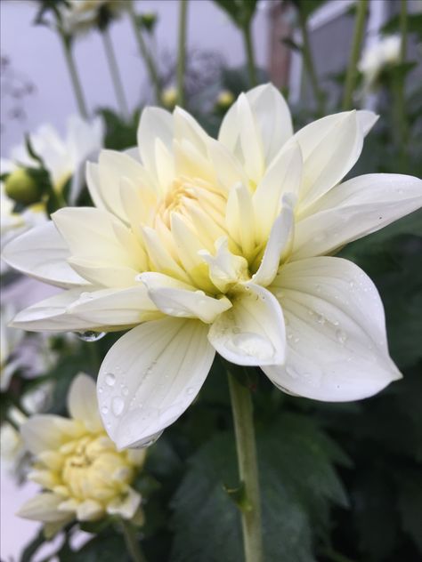 Super dahlia 'Blanc y verde' Daliah Flower, Nature Reference, Wonderful Flowers, Garden Flowers, White Tie, Dahlia, White Flowers, Flower Garden, Bouquets