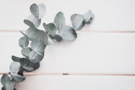 Fresh eucalyptus stems last about three weeks. When they're either air dried or preserved in a glycerin and water solution, the stems could last for decades, although their color and texture will change. Fresh Eucalyptus In Vase, Drying Flowers, Eucalyptus Stems, Fresh Eucalyptus, Dried Eucalyptus, Water Solutions, Favorite Flowers, Flower Coloring Pages, Eucalyptus Leaves