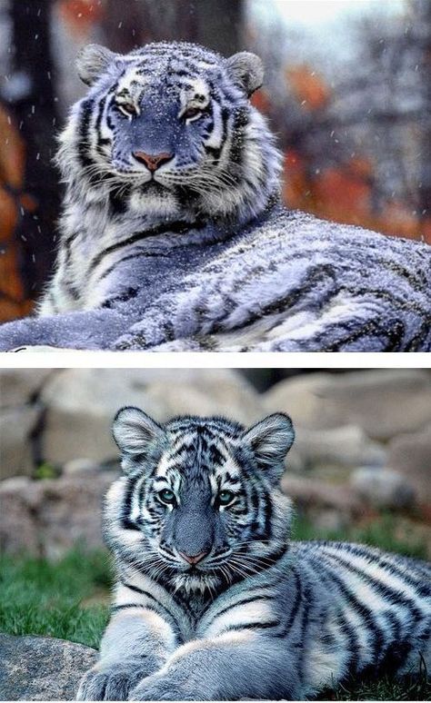 Blue Maltese tigers ~ Are these Real ~ Beautiful Maltese Tiger, Anita Blake, Panthera Tigris, Tiger Pictures, Roaring Lion, Exotic Cats, Blue Tiger, Wild Creatures, Maltese Puppy