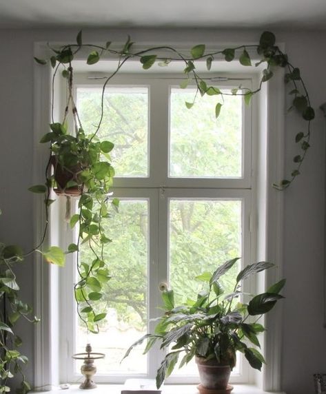 Big Window With Plants, Window Full Of Plants, Window With Hanging Plants, Vines Around Windows Indoor, House Plants In Window, Plants Above Doorway, Plants Around Door Frame, Greenery Around Window, Big Windowsill Decor