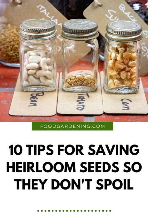 If you think the idea of saving heirloom seeds sounds special, well, that’s because it is. An heirloom conjures the magic of something sacred passed down from one generation to the next. Italian Beans, Black Corn, Garden Veggies, Seed Saving, Heirloom Seeds, Health Remedies, Vegetable Garden, The Magic, Seeds