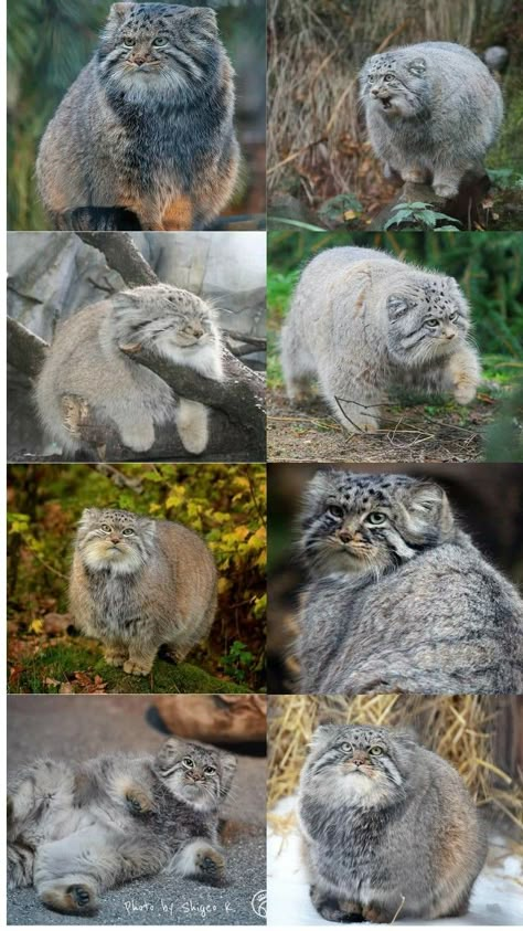 Pallas Cat Wallpaper, Manul Cat, Pallas Cats, Pallas Cat, Desert Cat, Cutest Animals On Earth, Cat Wallpapers, Pallas's Cat, Gorgeous Cats