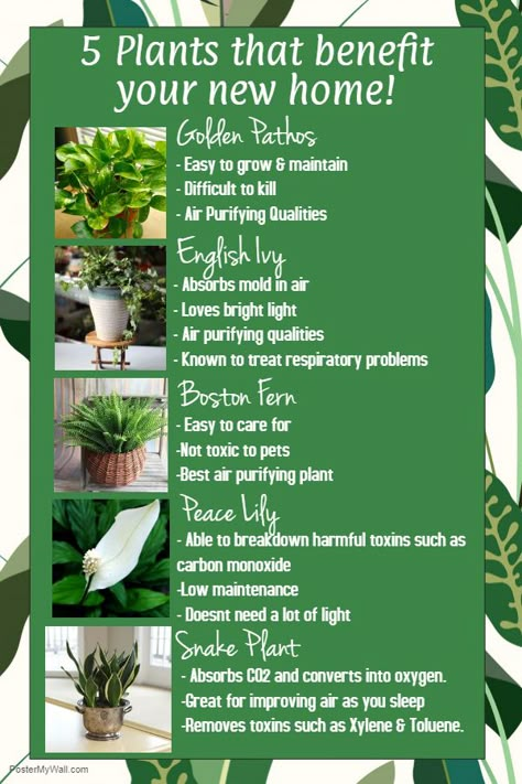 Fall Gardening Ideas, Fall Garden Ideas, Fall Tattoos, Fall Container Plants, Wallpaper Fall Aesthetic, Best Air Purifying Plants, Ideas Garden Design, Fall Gardening, Air Purifying House Plants