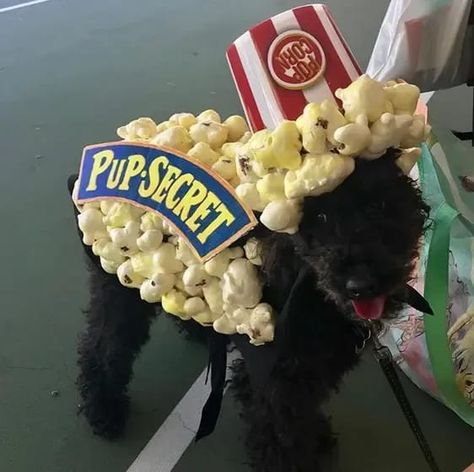 Try one of these trendy Halloween costumes for your Poodle Poodle Dog Costume, Popcorn Costume, Black Halloween Dress, Trendy Halloween Costumes, Dog Halloween Costumes, Trendy Halloween, Dress Halloween Costume, Costume Contest, Dog Costumes