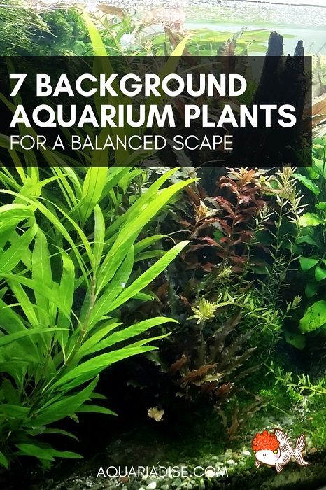 7 beautiful background aquarium plants | Aquariadise Background Aquarium, Background Plants, 10 Gallon Fish Tank, Aquarium Garden, Freshwater Aquarium Plants, Tropical Fish Tanks, Indoor Water Garden, Guppy Fish, Fresh Water Fish Tank