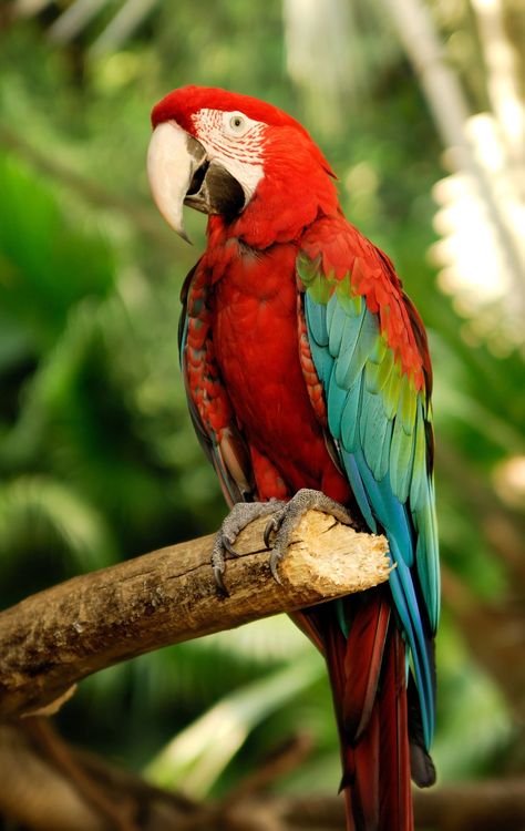 Scarlet Macaw, Macaw Parrot, Colorful Parrots, Most Beautiful Birds, Beautiful Bird, Parrot Bird, Exotic Birds, Bird Pictures, Bird Drawings