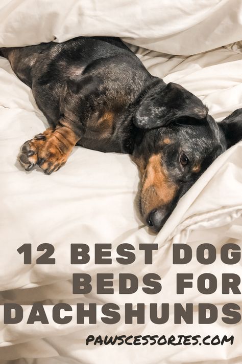 Snuggle Dog Bed, Dachshund Bed, Dog Breeds Chart, Dog Breeds That Dont Shed, Comfy Dog Bed, Indestructable Dog Bed, Daschund Dog, Dog Breeds Pictures, Waterproof Dog Bed