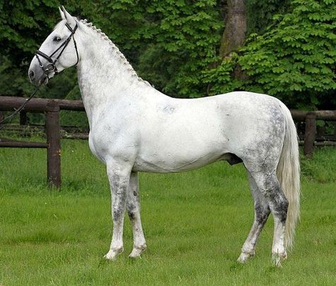 Breed Of The Day: Kladruber Horse  Breed Info:   Kladruber (formerly described as Equus Bohemicus) is a large, warm blooded horse of Spanish and Italian origin which has acclimated to the inclement climate of Central Europe. It is a heavy majestic carossier with a Roman nose, a swanlike neck and a high gait." Kladruber Horse, Carriage Horse, Grey Horses, Types Of Horses, Most Beautiful Horses, All About Horses, Fox Hunting, Majestic Horse, Beautiful Horse