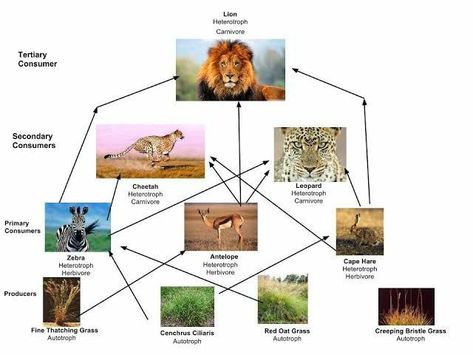 Jaring Jaring, Science Lesson, Science Lesson Plans, Food Web, Food Chain, Science Lessons, Grade 3, Crafty Craft, Science Experiments