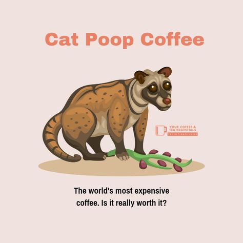 Asian Palm Civet, Civet Cat, Palm Civet, Kopi Luwak Coffee, Omnivore Diet, Civet Coffee, Luwak Coffee, Monkey Coffee, Expensive Coffee