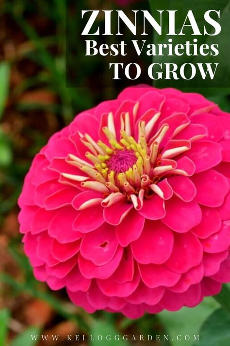 Growing Tips for Common Zinnia Varieties | Kellogg Garden Organics™ Zinnia Varieties, Are Zinnias Perrenials, Zinnia Companion Plants, Zinnia Queen Lime, Zinderella Lilac Zinnia, Zinnia Garden, Zinnia Elegans, Outside Plants, Short Plants