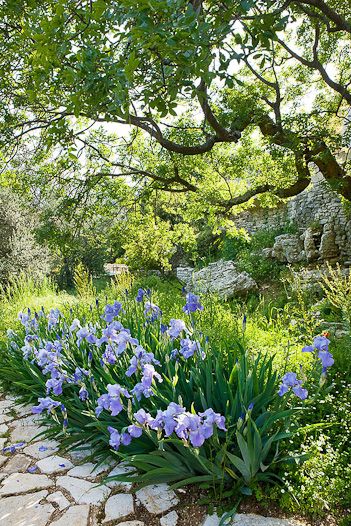 Garden Areas, Soul Sunday, Beautiful Landscaping, Garden Walkway, Blue Iris, Iris Garden, Stone Path, Big Garden, Simi Valley