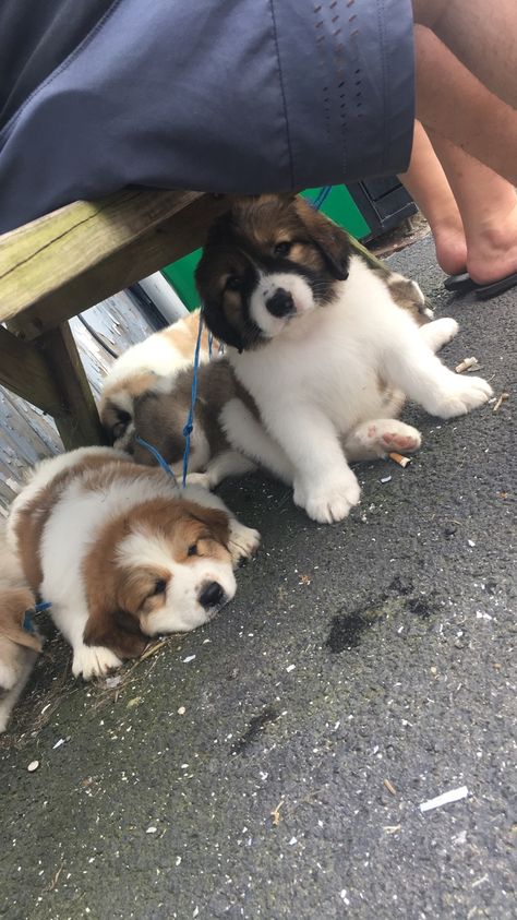 Great Pyrenees and Saint Bernard mix puppies! 😍 Saint Bernard Mix, Saint Bernard Puppy, St Bernard Mix, Pyrenees Puppies, St Bernard Dogs, Pirate Adventure, Bernard Dog, Best Dog Breeds, St Bernard