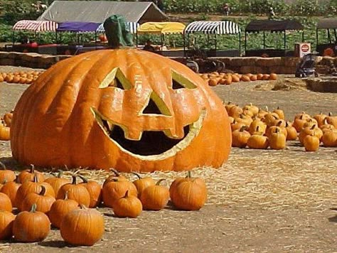 Lighting Of Giant Jack O' Lanterns Kicks Off Halloween Season In ... Biggest Pumpkin, It's The Great Pumpkin, Amazing Pumpkin Carving, Giant Pumpkin, Fabulous Fall, Halloween Boo, Halloween Season, Happy Fall, Fall Fun