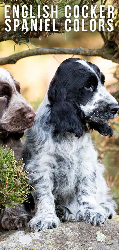 english cocker spaniel colors English Field Cocker Spaniel, Liver Roan Cocker Spaniel, Crocker Spaniel English, Chocolate And Tan Cocker Spaniel, Cokers Spaniel, Adult Cocker Spaniel, Cocker Spaniel Colors, English Cocker Spaniel Colors, English Cocker Spaniel Haircut