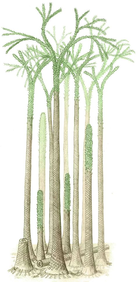 Biology Plants, Svalbard Norway, Tropical Trees, Pole Nord, Paleo Art, Tropical Tree, Plant Wallpaper, Prehistoric Creatures, Tree Wallpaper