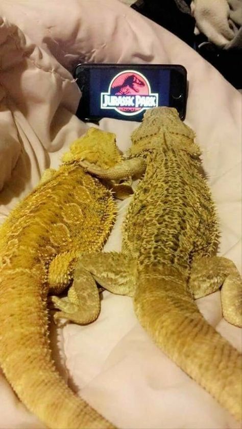 Bearded Dragon Funny, Bearded Dragon Cute, Bearded Dragon Care, Cute Lizard, Cute Reptiles, Bearded Dragon, Cute Animal Photos, Lizards, Weird Animals