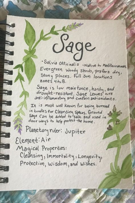 All about Common Sage, Growing conditions, flavor profile, and magical properties. Sage Magical Properties, Sage In Witchcraft, Herbs For Protection, Salvia Officinalis, Magic Herbs, Drought Resistant, Sage Leaves, Flavor Profiles, My Thoughts