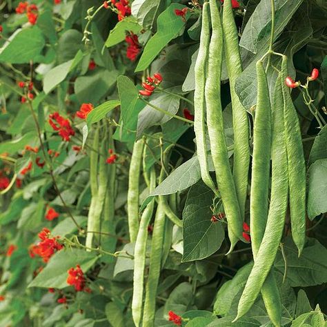 Runner Bean Seeds - Scarlet Emperor | Suttons Growing Runner Beans, Scarlet Runner Beans, Impatiens Plant, Grape Vine Plant, Cauliflower Plant, Asparagus Plant, Snap Beans, Rhubarb Plants, Petunia Plant