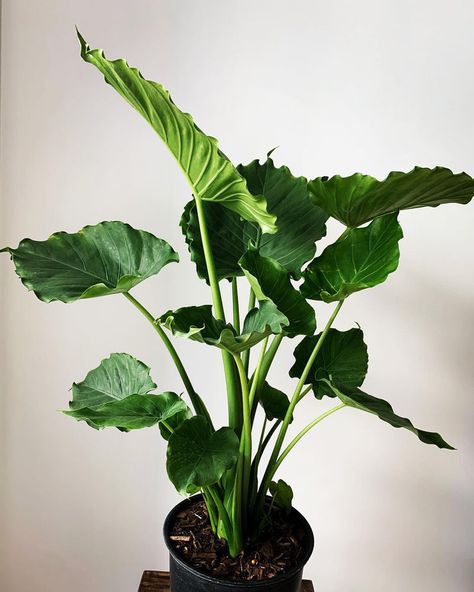 Water Loving Plants, Alocasia Care, Alocasia Odora, Indoor Landscape, Heart Shaped Leaves, Plant Goals, Nature Environment, Elephant Ear Plant, My Plant