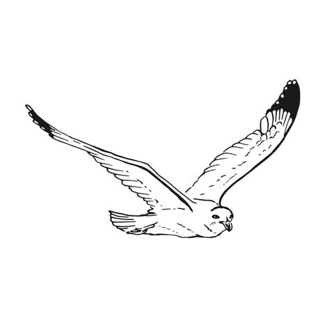 Seagull Tattoo, Vector Line Art, Line Art Style, Vector Line, Hand Drawn Illustration, Drawn Illustration, Vector Art, Art Style, Line Art