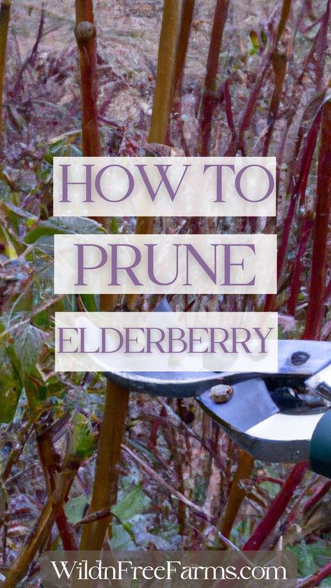 Prune Elderberry Elderberry Growing, Backyard Orchard, Preserve Fresh Herbs, Herbs For Chickens, Edible Wild Mushrooms, Elderberry Plant, Elderberry Bush, Fruit Harvest, Pruning Fruit Trees