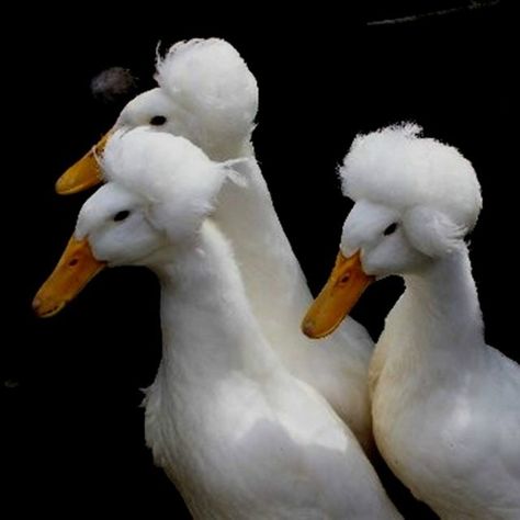 A Crested Duck's most prominent feature is the tuft of feathers on top of its head Crested Duck, Duck Breeds, Duck And Ducklings, Ducks And Geese, Chickens And Ducks, Backyard Flocks, Duck Duck Goose, Quack Quack, Duck Duck