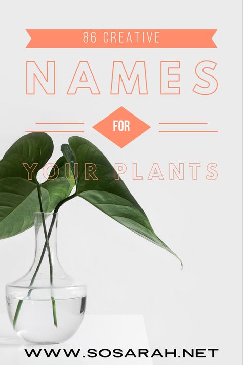 Cretive plant naming; it is fun, but beneficiL for you and yoir plants! Some great Etsy plant shops too! Names For Your Plants, Cute Plant Names Ideas, Cute Names For Plants, Funny Plant Names, Plant Names Cute, Plant Names Ideas, Plant Shop Names, Names For Plants, Plants Names