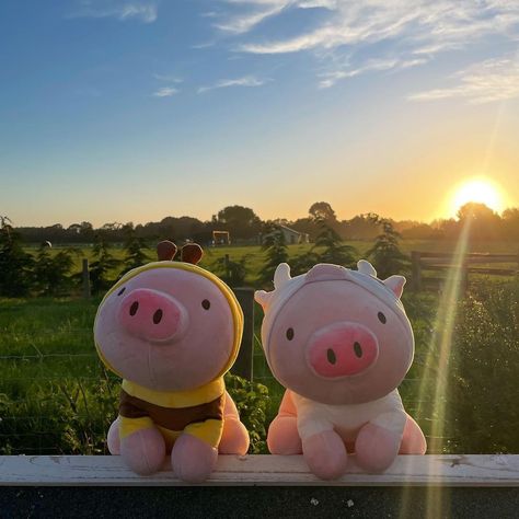 Enjoy a beautiful sunset with our piggy🌞🌞🌞 📸 by @teddy.bear.body.mods #minisoaustralia #minisofun #minisolove #lifeforfunwithminiso #minisoau #minisocute #miniso #furryfriend #plushie Miniso Stuff Toys, Miniso Plushies, Pig Plushie, Teddy Bear Wallpaper, Cute Piggies, Cute Plushies, Cute Pig, Snapchat Funny, Cute Pigs