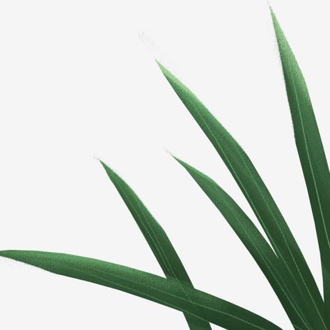 Long Leaf Plants, Dracaena Fragrans, Leaves Clipart, Byzantine Architecture, Plants Leaves, Small Leaves, Leaf Clipart, Long Branch, Vine Leaves