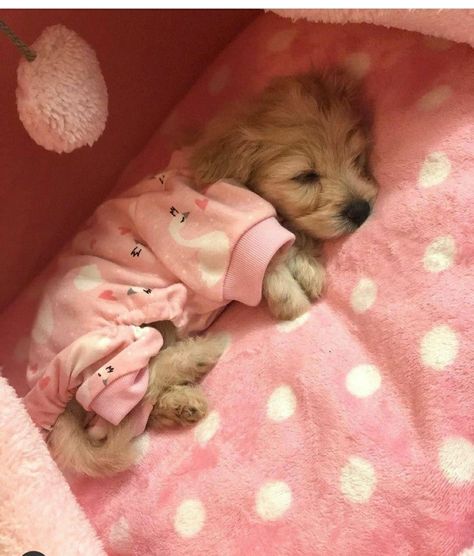 Cute Small Dogs, Cute Dogs Images, Dog Mommy, Very Cute Puppies, Super Cute Puppies, Cute Small Animals, Cute Animals Puppies, Very Cute Dogs, Really Cute Dogs