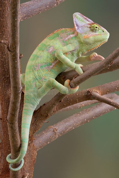 Veiled Chameleon in Tree 2. A veiled chameleon is sitting in a tree , #Sponsored, #Tree, #Veiled, #Chameleon, #sitting, #tree #ad False Facts, Veiled Chameleon, Science History, Sitting In A Tree, Cute Reptiles, Retro Theme, Reptiles And Amphibians, Photo Tree, Animal Photo