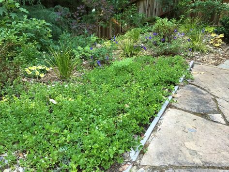 Kurapia_groundcover Kurapia Groundcover, Stop Weeds From Growing, Santa Cruz Mountains, Gardening Inspiration, Backyard Spaces, Outdoor Projects, Garden Inspiration, Secret Garden, Gardening Tips