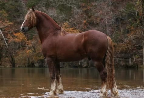 Kathiyawadi Horse, Horse Markings, Beautiful Horses Photography, Clydesdale Horses, Draft Horse, Horse Inspiration, Bay Horse, Horse Aesthetic, Appaloosa Horses