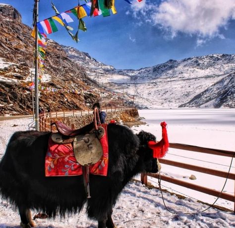 Himalayan Aesthetic, Gangtok Sikkim Aesthetic, Sikkim Tourism, Sikkim Travel, Bhutan Travel, Diy Hair Scrunchies, Gangtok, Doraemon Wallpapers, Majestic Creatures