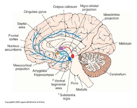 cross-section diagram of the brain Ventral Tegmental Area, Caudate Nucleus, Online Flashcards, Flashcard Maker, Substantia Nigra, Brain Diagram, Basal Ganglia, Ear Anatomy, Brain Based Learning