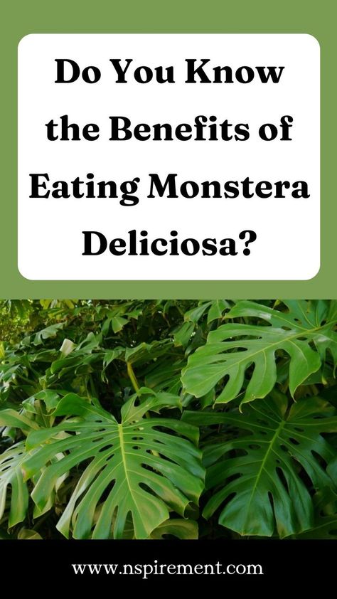 Swiss Cheese Plant, Cheese Plant, Monstera Deliciosa, Swiss Cheese, Tropical Garden, Herb Garden, Tropical Plants, Green Thumb, Did You Know