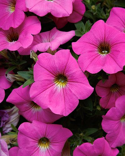 Flowers Recipes, Petunia Plant, Edible Flowers Recipes, Monrovia Plants, Growing Garden, Lawn And Landscape, Front Porches, Vibrant Flowers, How To Attract Hummingbirds