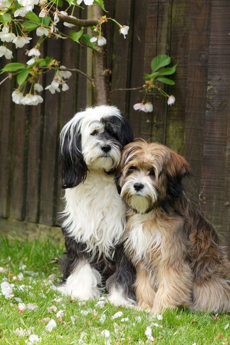 14 Interesting Facts About the Tibetan Terrier Tibetan Terrier Short Hair, Morkie Haircut Hairstyles, Havanese Dogs Haircuts, Morkie Haircut, Tibet Terrier, Dogs Aesthetic, Aesthetic Dog, Tibetan Terrier, Havanese Dogs