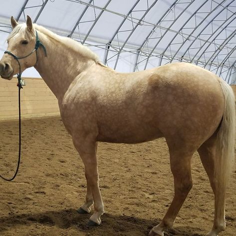 #equestrian #horsestagram #horselover #horsetraining #instahorse #horseofinsta #horsesofig #horsesofinsta#horsey #equestrianstyle #eyecontact #thehorseye Dapple Palomino Horse, Majestic Horses, Palomino Horse, Majestic Horse, Horse Photos, Quarter Horse, Horse Pictures, Horse Art, Equestrian